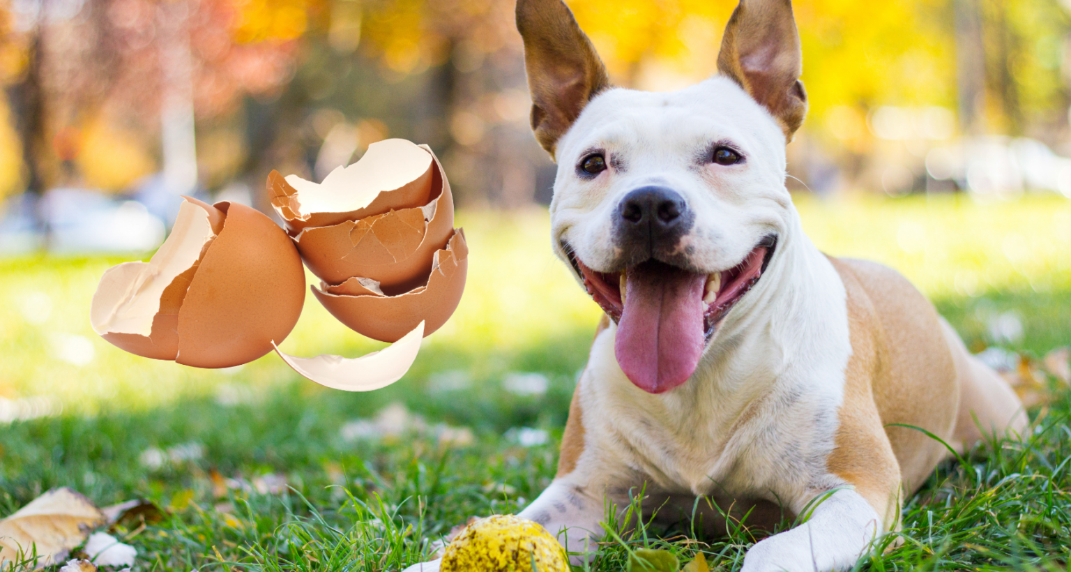 Can Dogs Eat Eggshells? (Are They Safe)? Barkmind