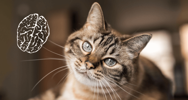 How Good Are Cats Memories? What You Need To Know!