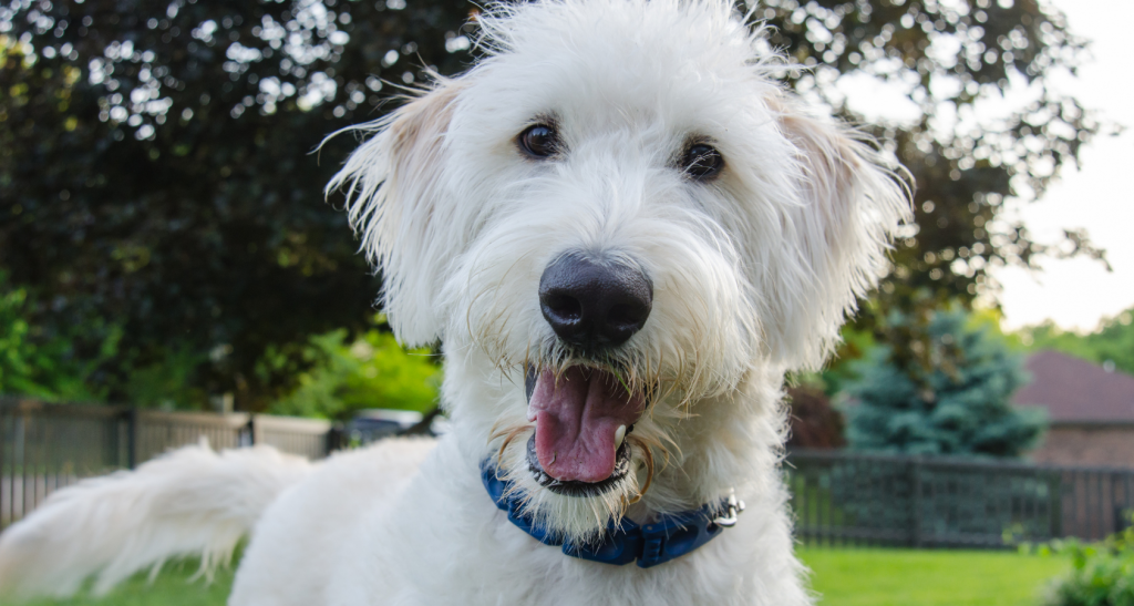 Everything You Need to Know About Hairballs in Dogs Bar