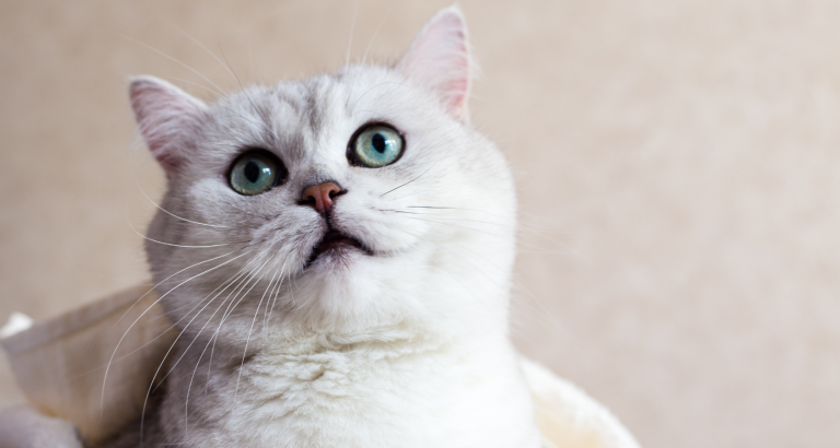 Can Cats Be Autistic? Shocking!