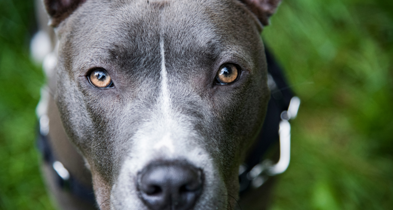 Are Pitbulls Hypoallergenic? – The Truth About These Furry Dogs