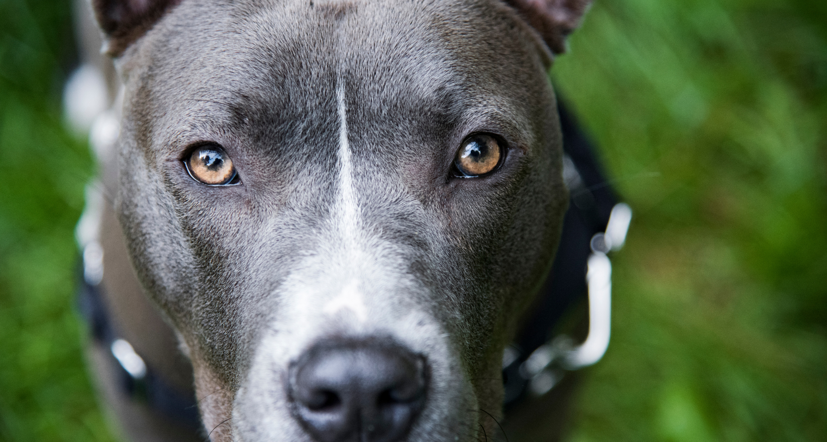 Are Pitbulls Hypoallergenic? - The Truth About These Furry Dogs