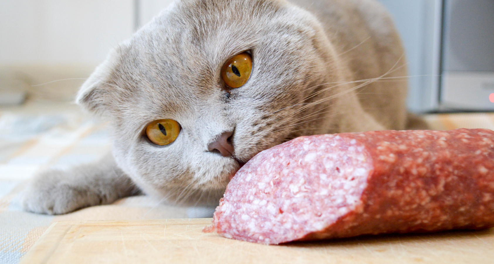Can Cats Eat Pepperoni? Shocking! - Barkmind