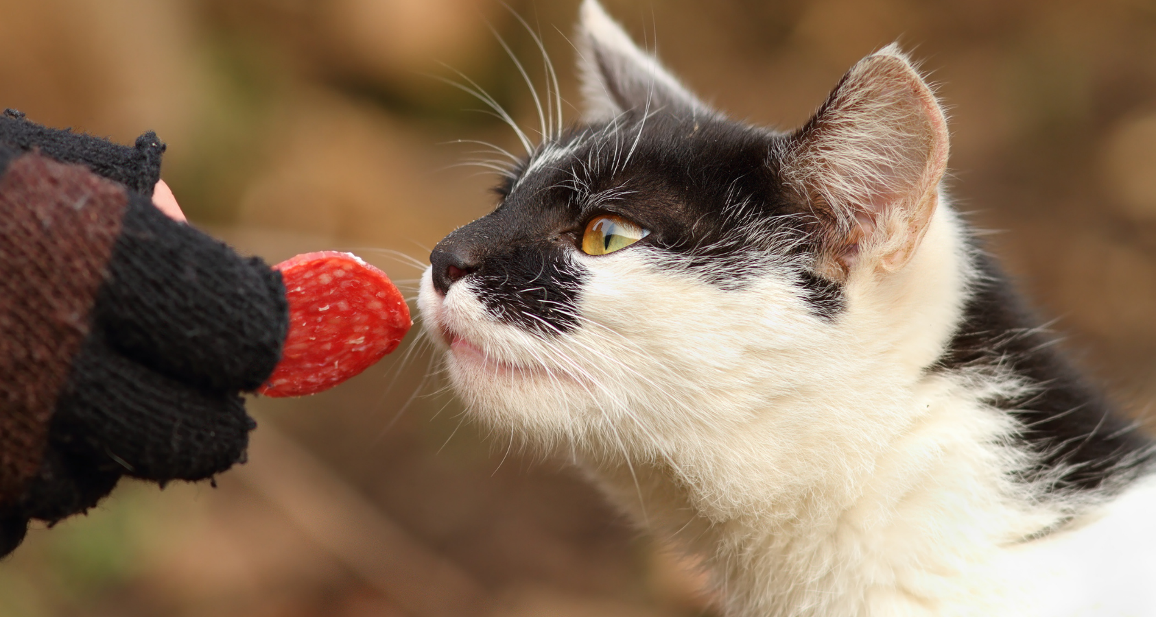 cat eats pepperoni 