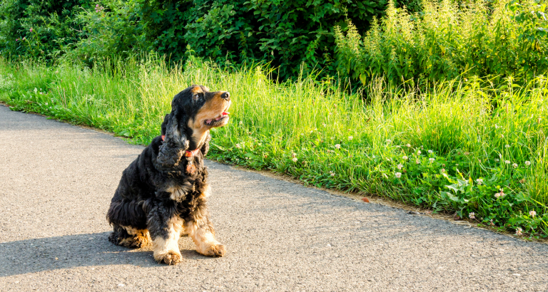 Home Remedies for Dog Scooting: 10 Simple Solutions