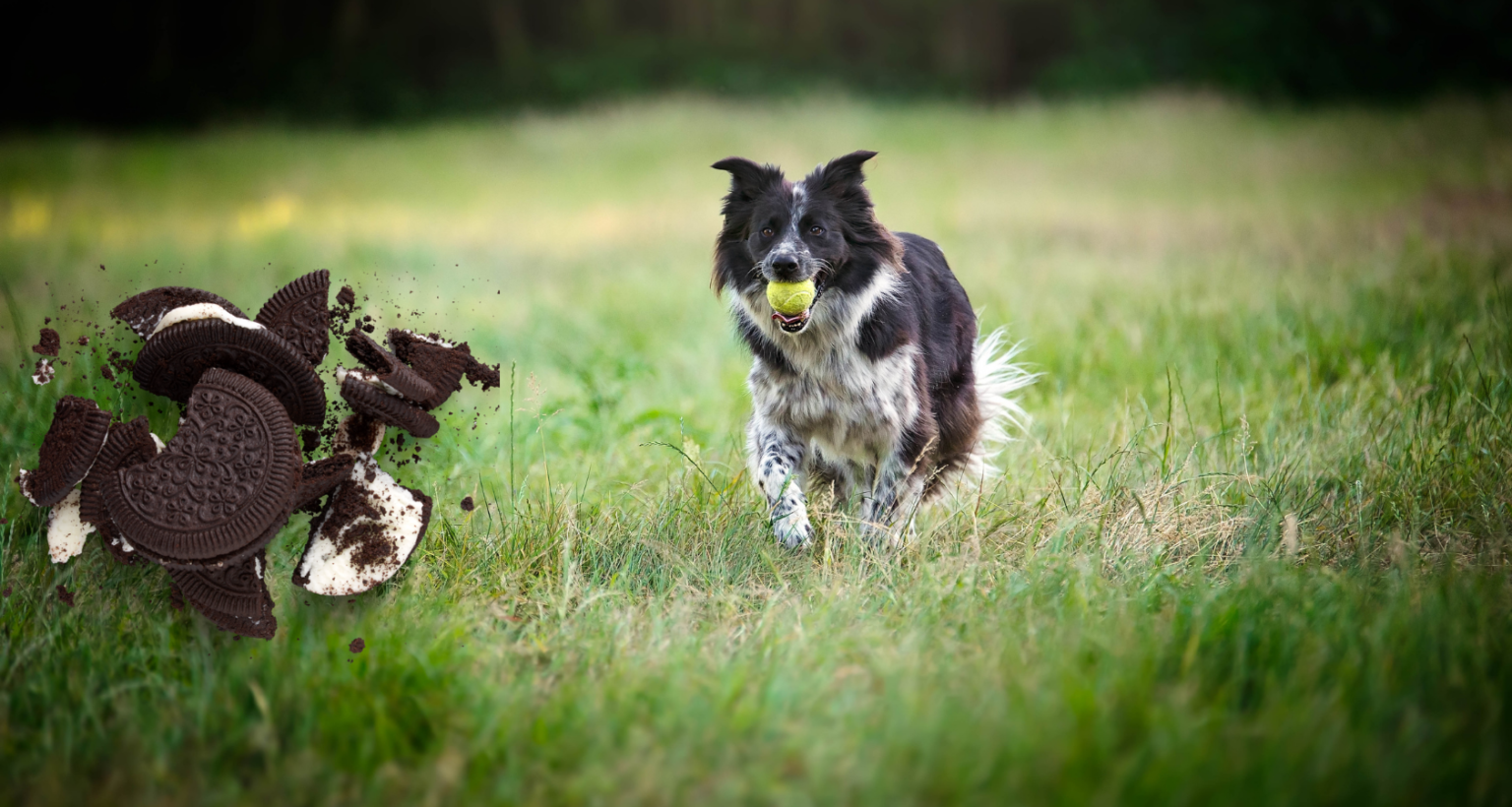 Can Dogs Eat Oreos? What You Need To Know! Barkmind