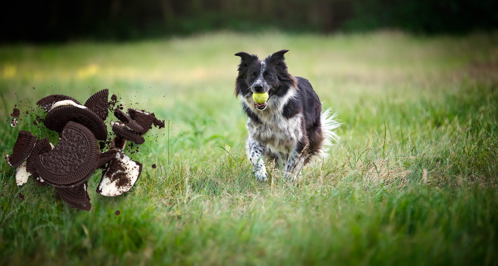 can you feed dogs oreos