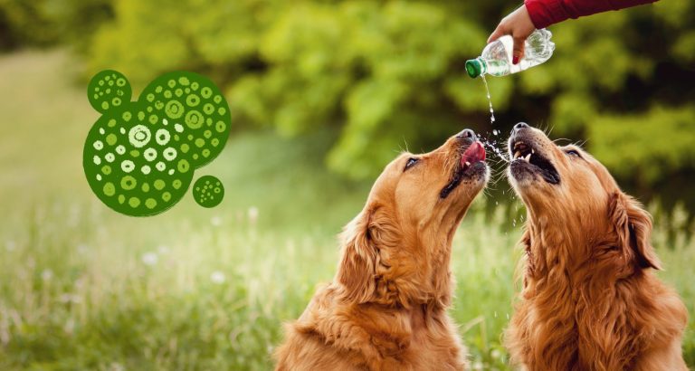 How to Keep Algae Out of a Dogs Water Bowl? REVEALED!