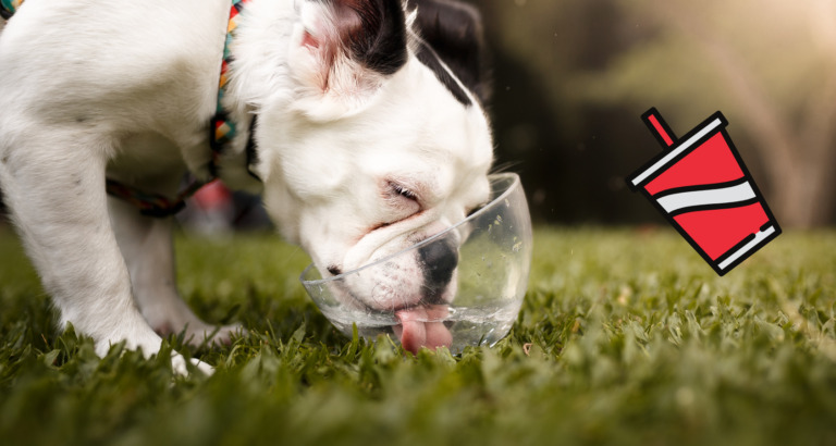Can Dogs Drink Sparkling, Carbonated Water?