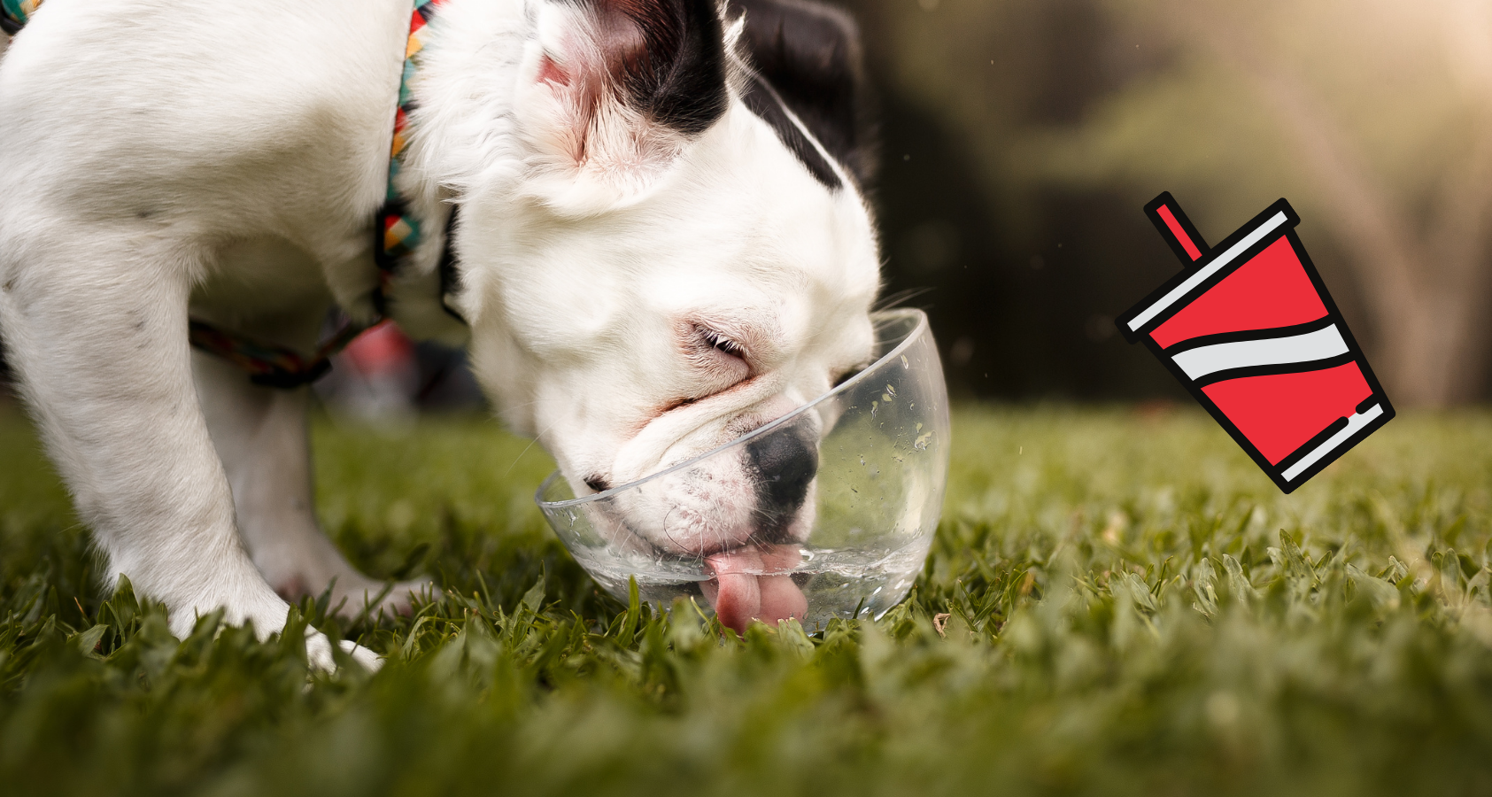 dog drinking water