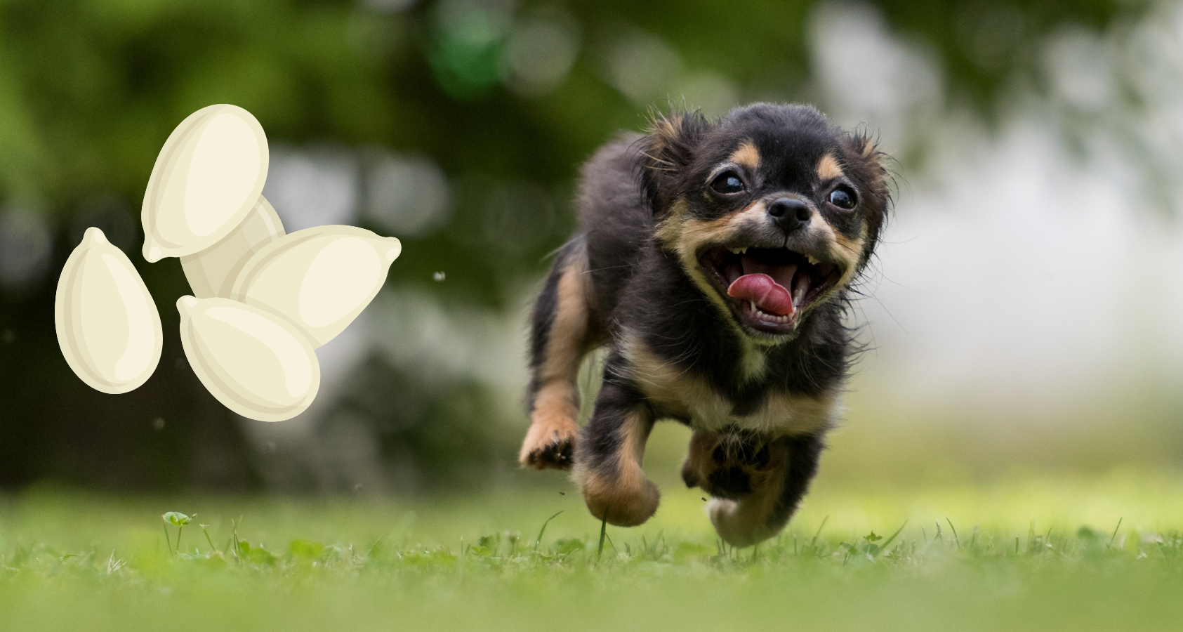 can dogs eat pumpkin seeds