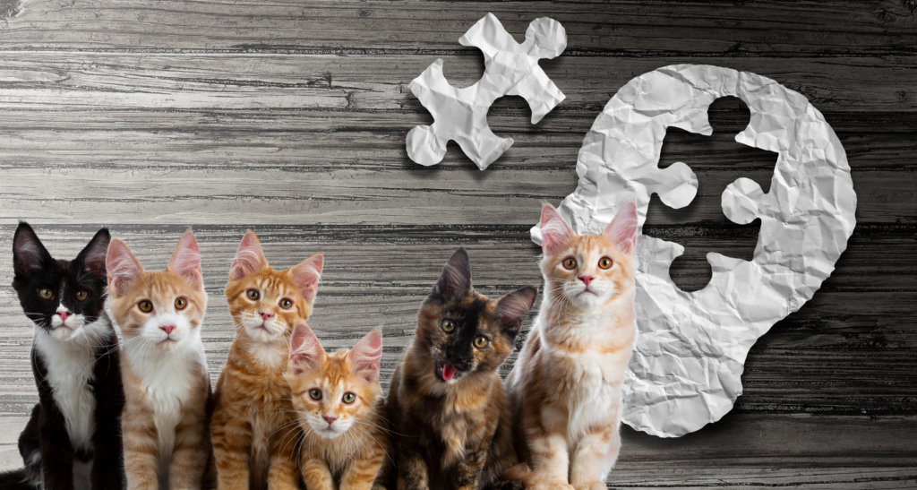 Cat Shaking Their Head Like Parkinson's? REASONS! Barkmind