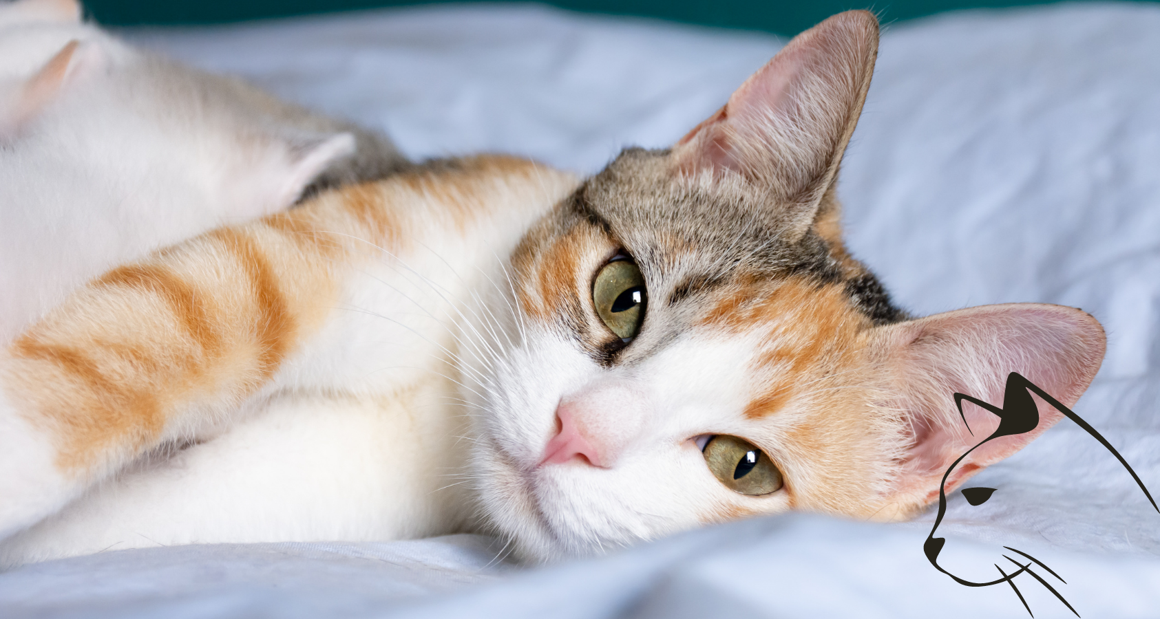 cute pregnant cat resting