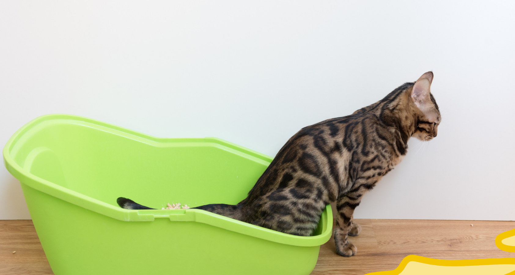Why Is My Cat Peeing Everywhere? How to Stop It!