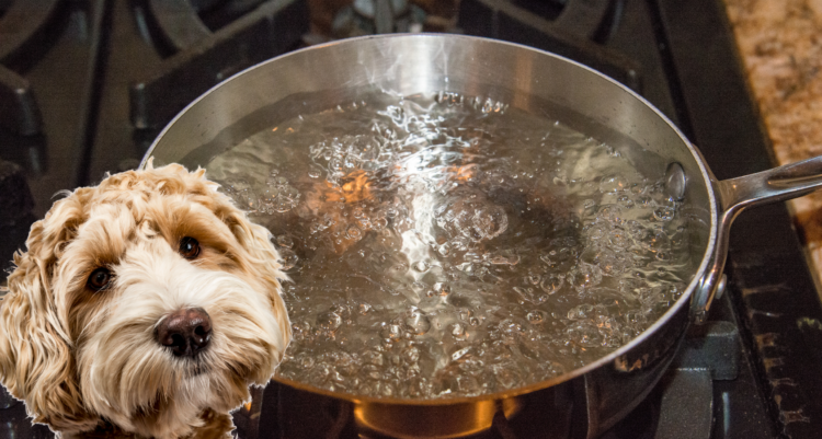 How to Cook, Boil Chicken for Dogs? (Full Guide) - Barkmind