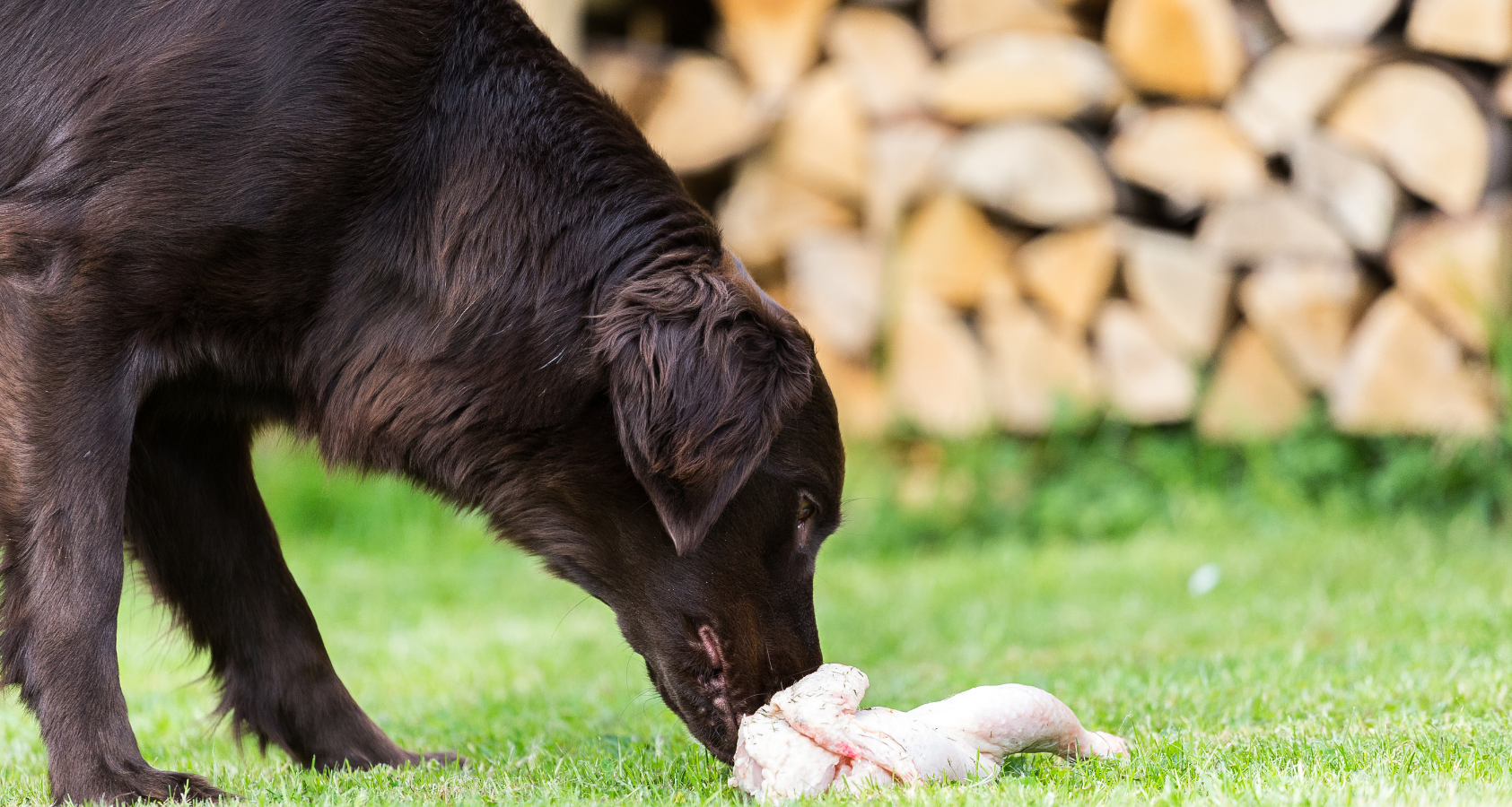 how long should i boil chicken for my dog