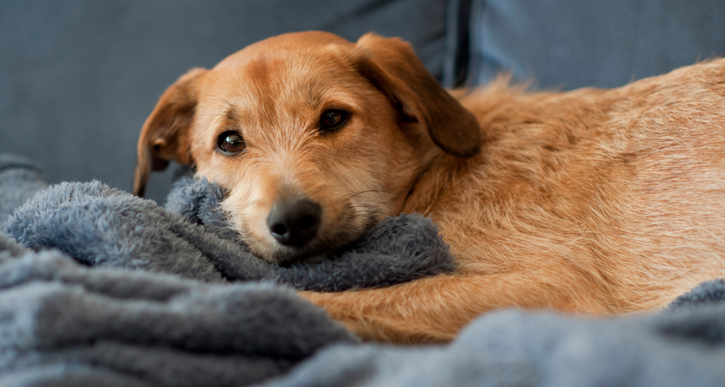 Why Does My Dog Nibble on Blankets? 7 Reasons!