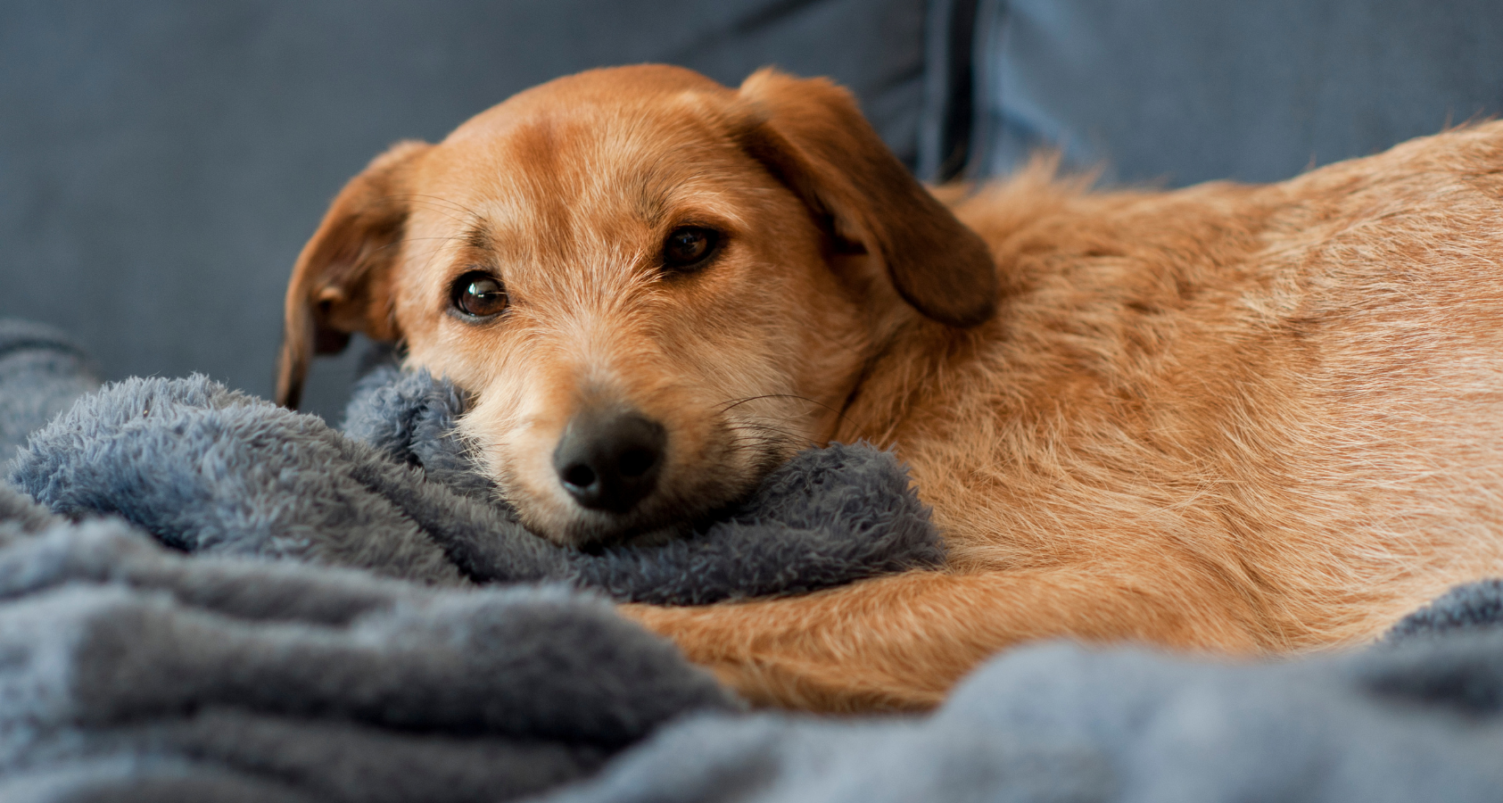 dog nibbling and eating blanket