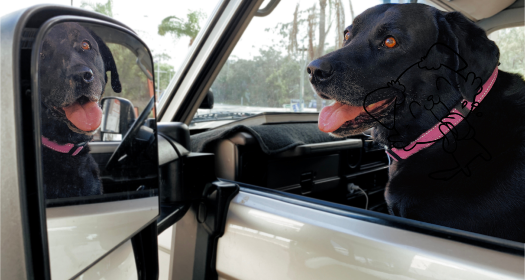 Reasons, Why Dogs Pant in Cars (Experts Explain) Barkmind