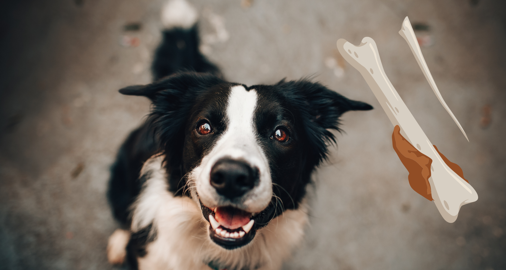 My Dog Ate a Leftover Chicken Bone! Is It Safe?