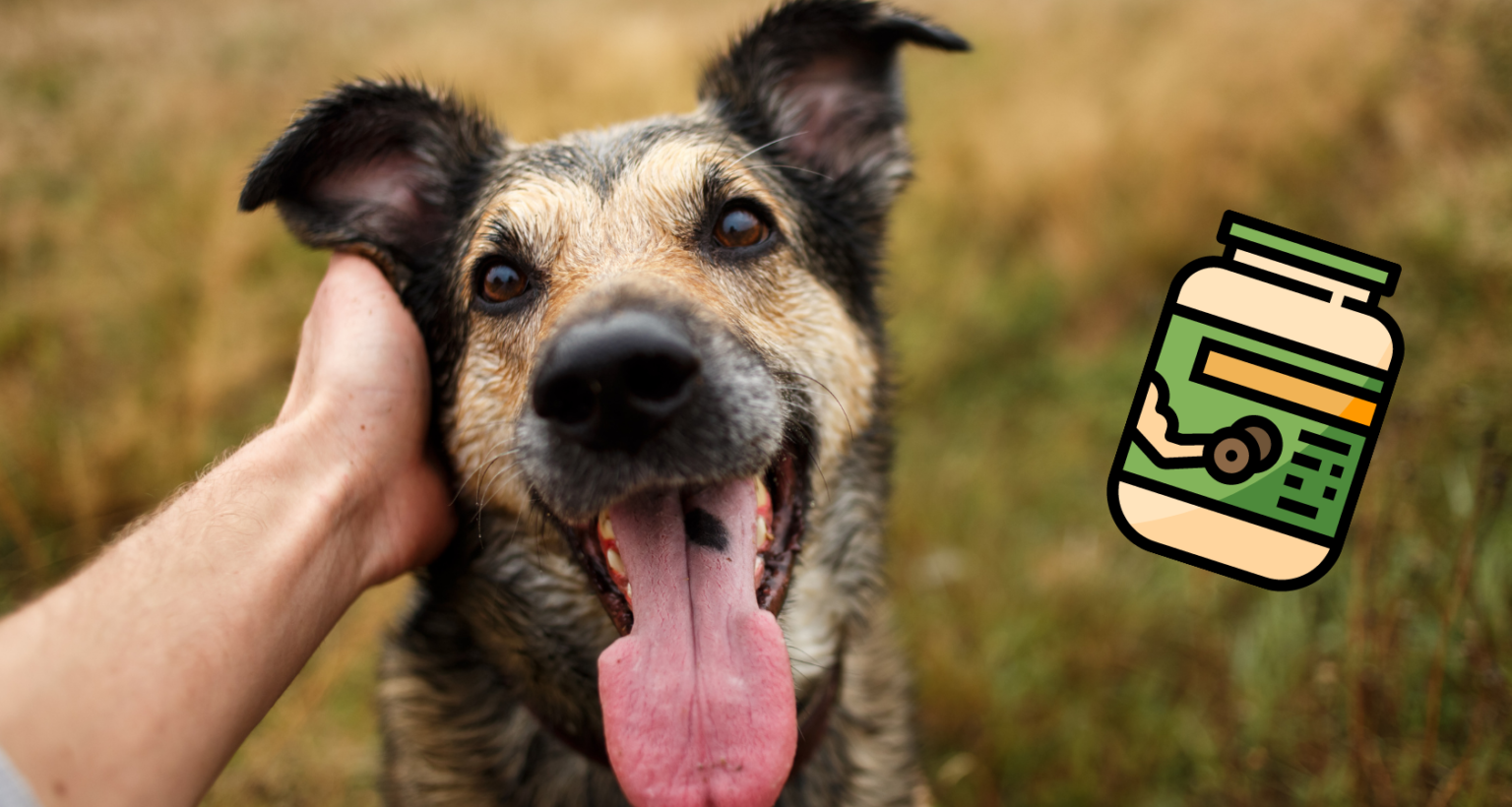 Protein Powder for Dogs? (Is It Safe) Barkmind