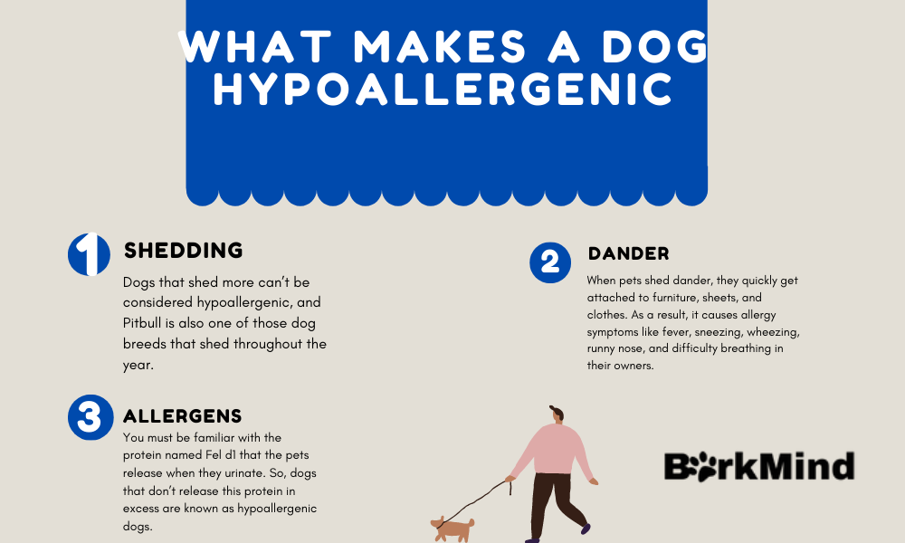 what makes a dog hypoallergenic infographic