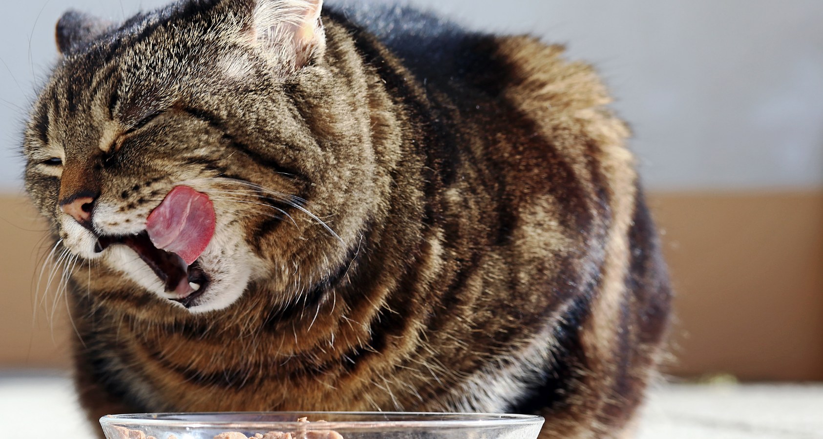  when to switch from kitten to cat food