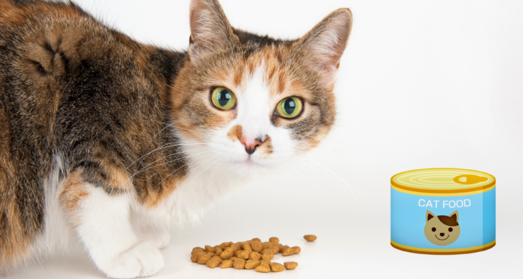 When to Switch From Kitten Food To Cat Food? ANSWERED! - Barkmind