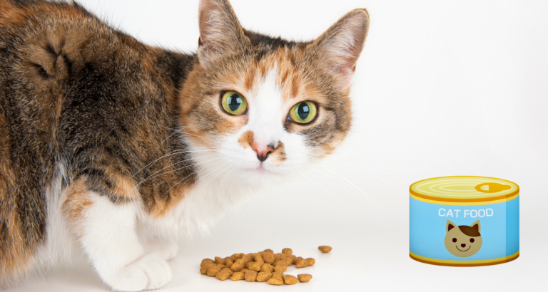 When to Switch From Kitten Food To Cat Food? ANSWERED!