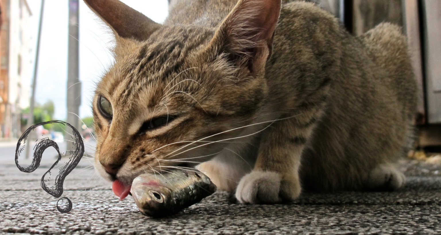 Why Do Cats Like Fish? ANSWERED! Barkmind