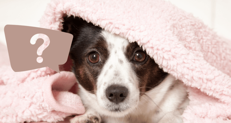 Why Does My Dog Nibble on Blankets? 7 Reasons!