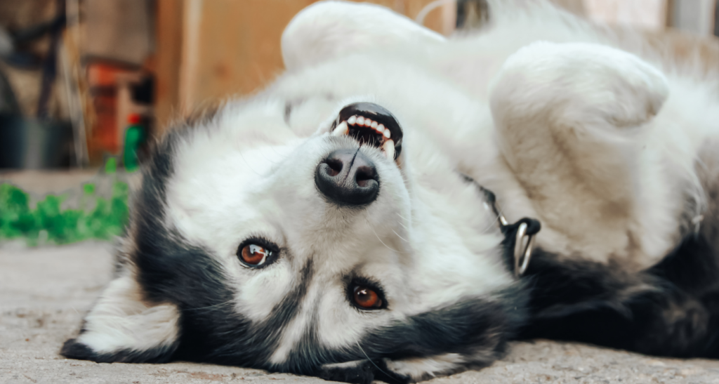 Why Do Dogs Sleep on Their Backs? Meaning Revealed! Barkmind
