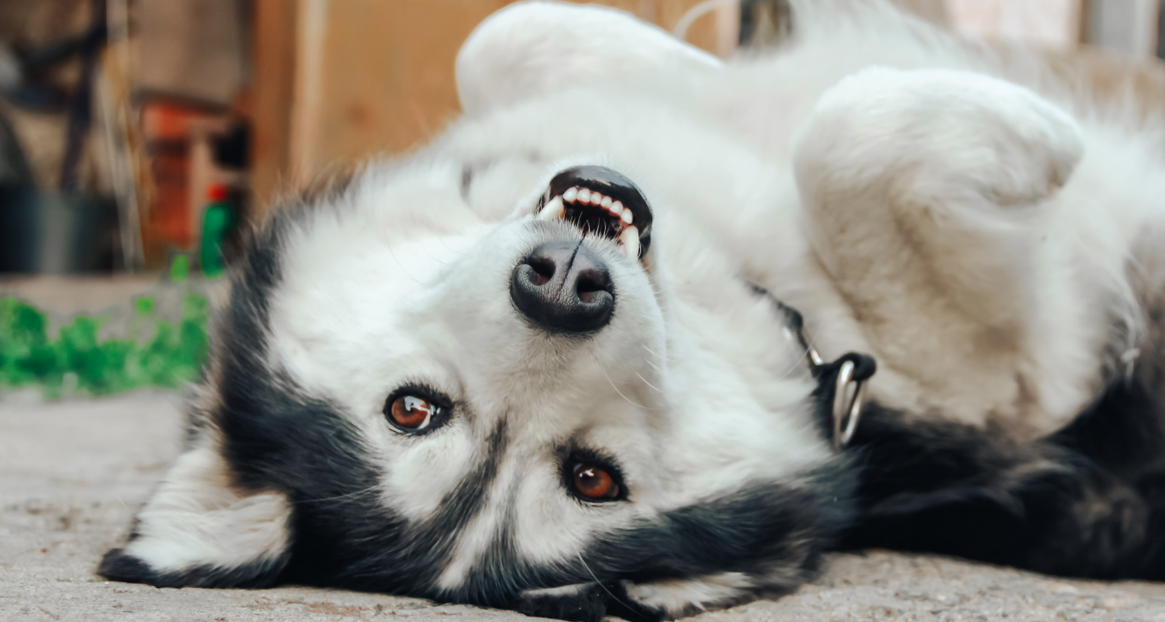 Why Do Dogs Sleep on Their Backs? Meaning Revealed!