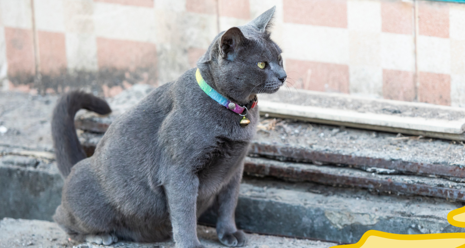 Why Is My Cat Peeing Everywhere? How to Stop It! Barkmind