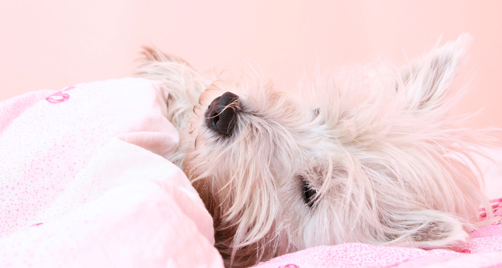 Why Won’t My Dog Sleep with Me? 10 Reasons!