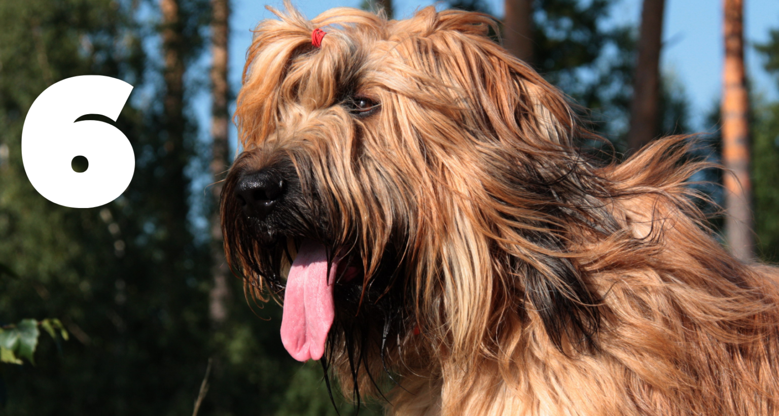 6 Dogs That Look Like Chewbacca Barkmind