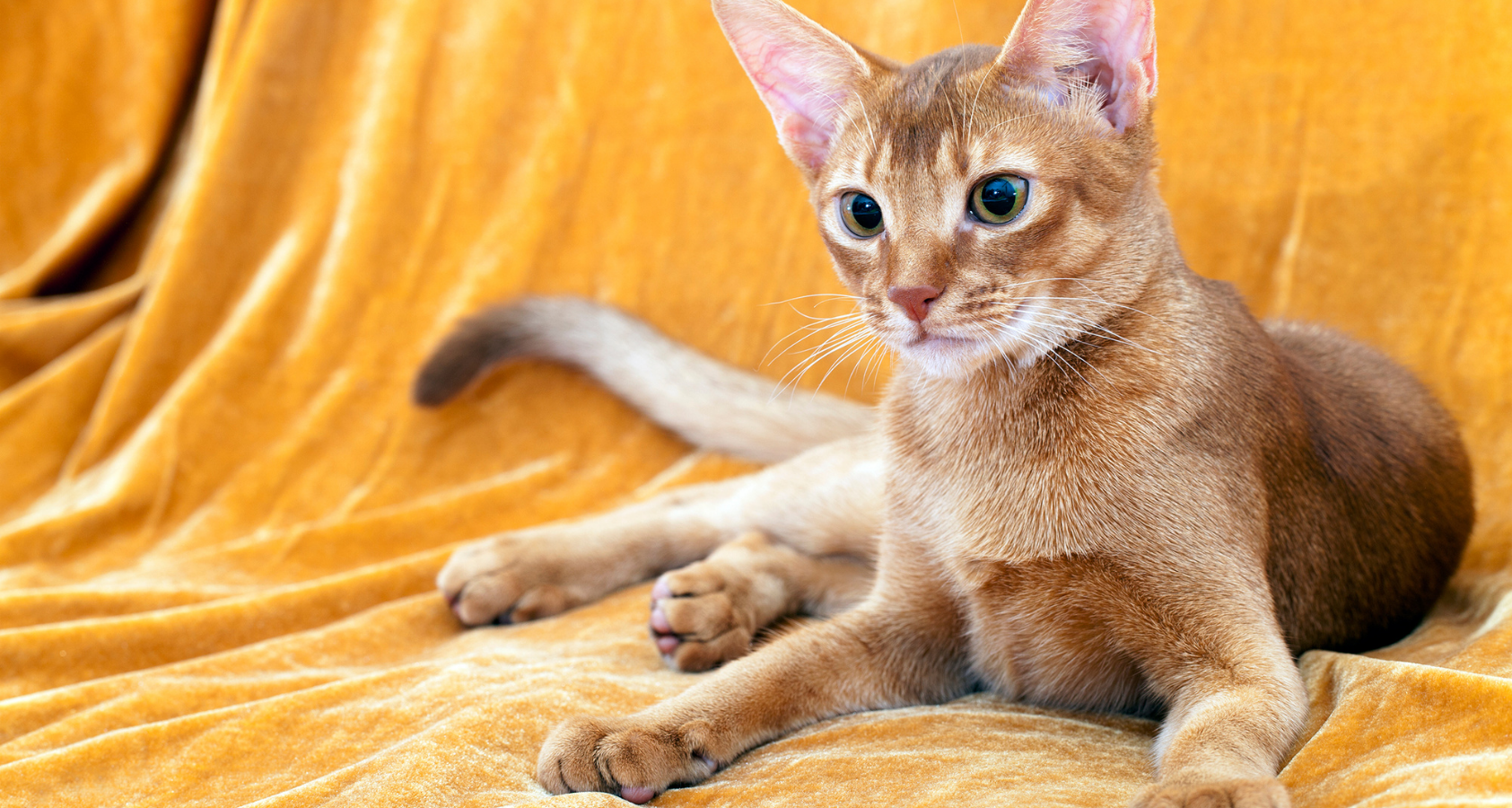 9 Fluffy Orange Cat Breeds (Pictures) You’ll Fall in Love!