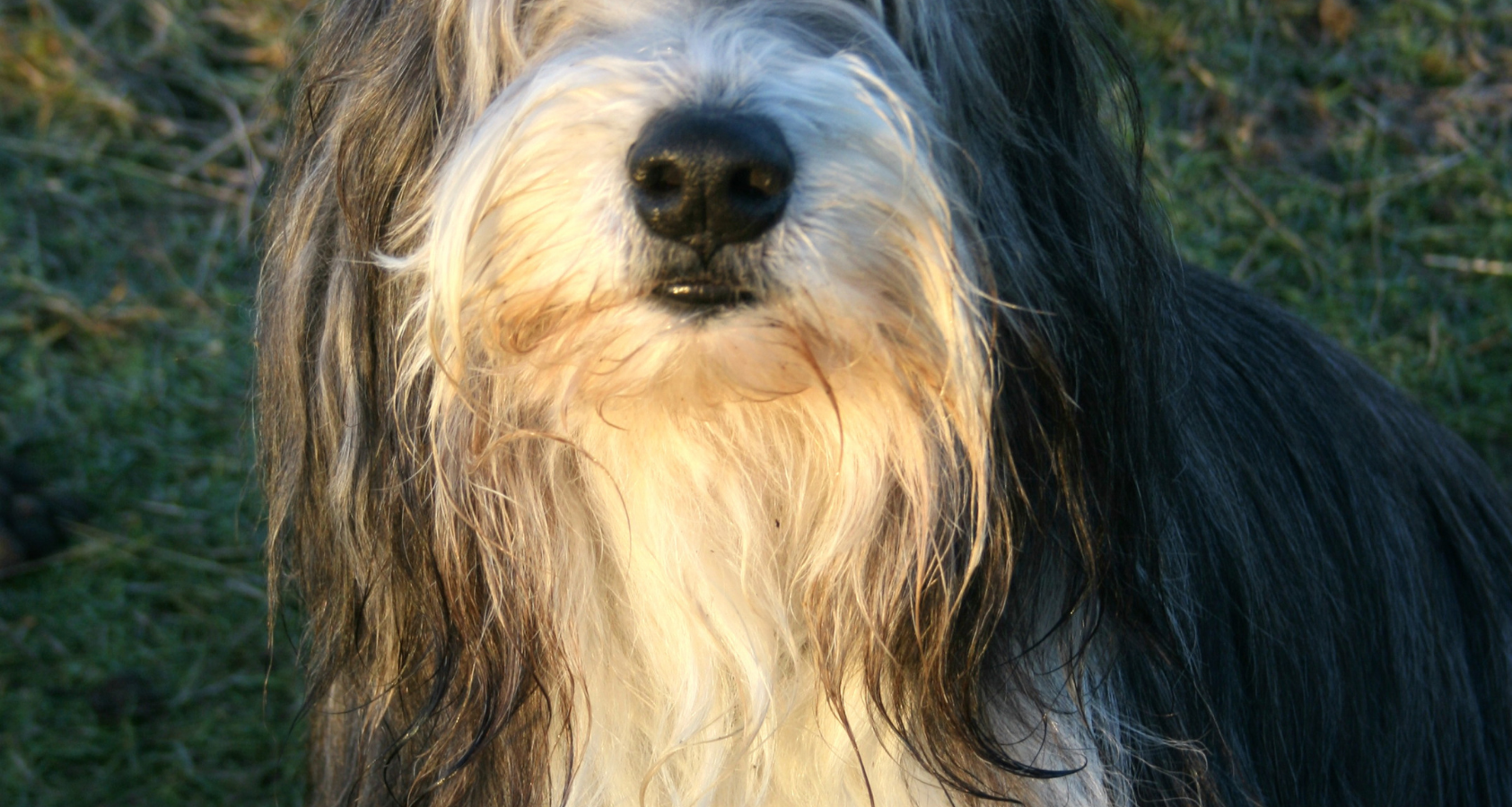 Bearded Collie looks like Chewbacca