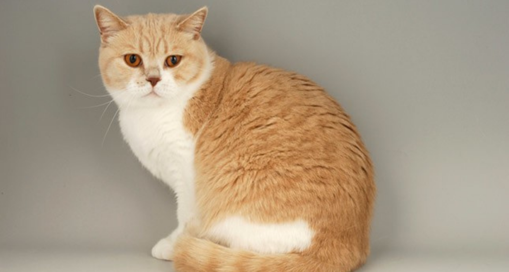 Порода кошек British Shorthair рыжий