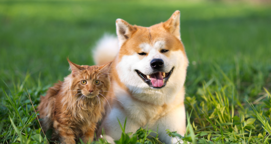 what happens if a dog and cat mate