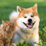 Can Cats and Dogs Mate?