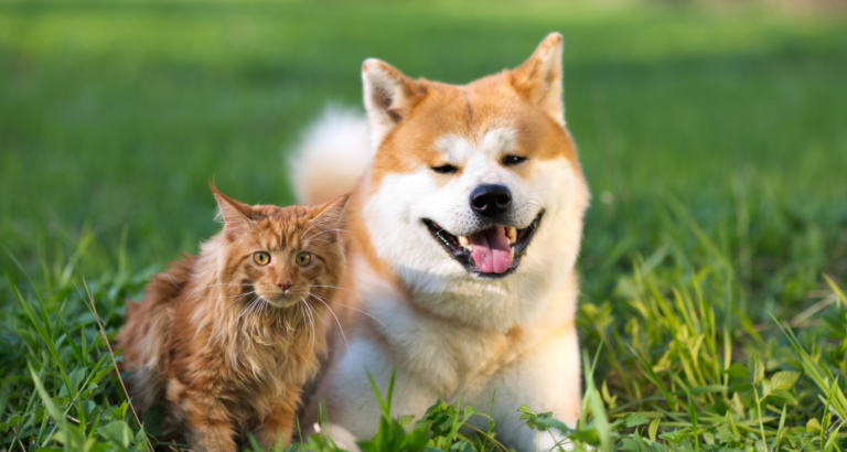 Can Cats and Dogs Mate?