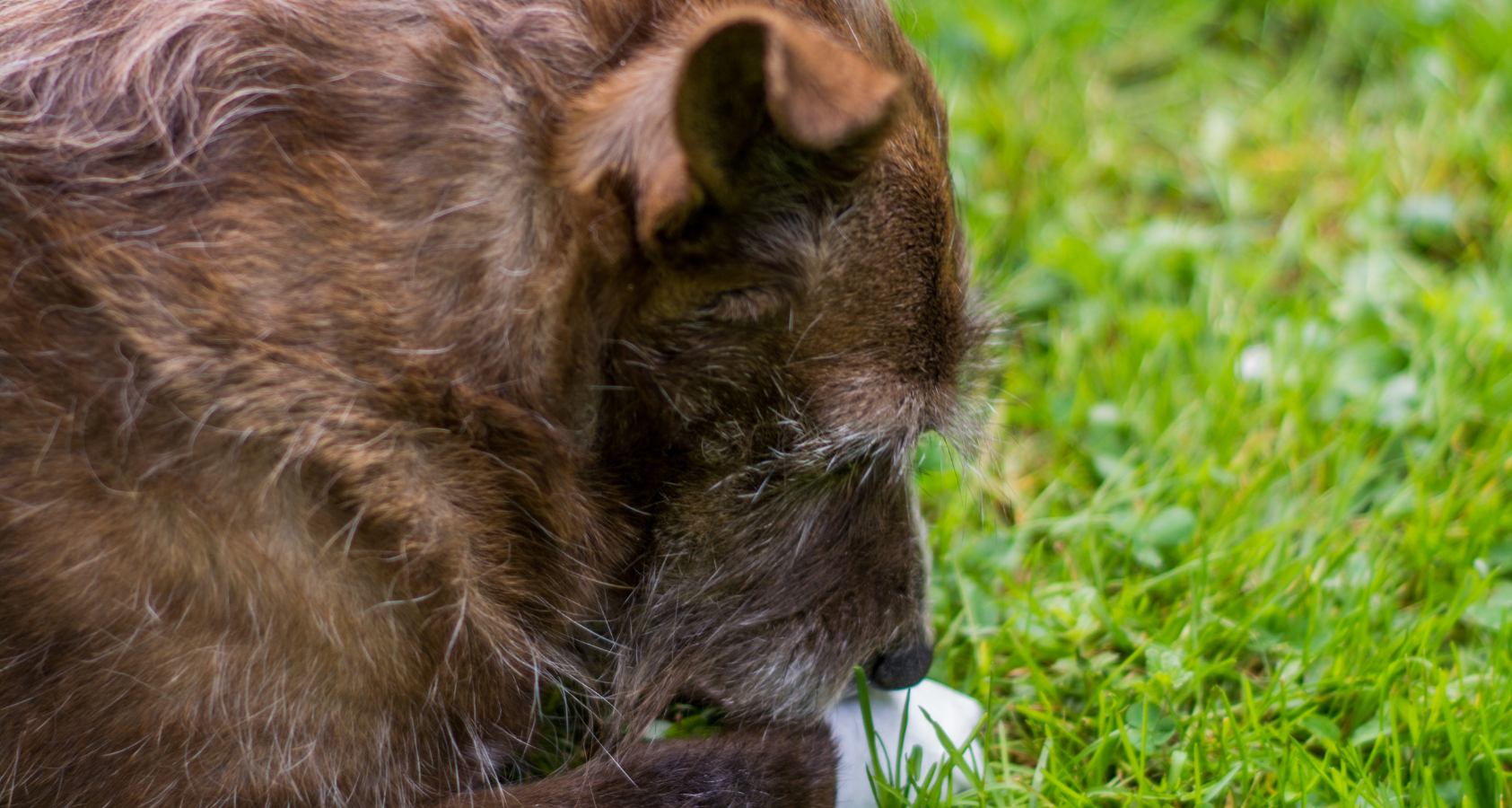 How to Clean Up Dog Diarrhea? Carpet/Floor - Full Guide 