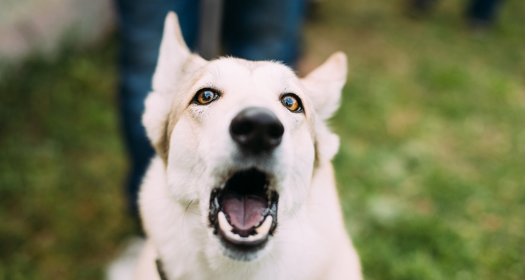 How Long Can a Dog Bark, Before Getting Tired?