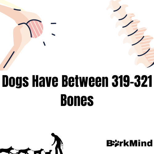 How Many Bones Does a Dog Have?