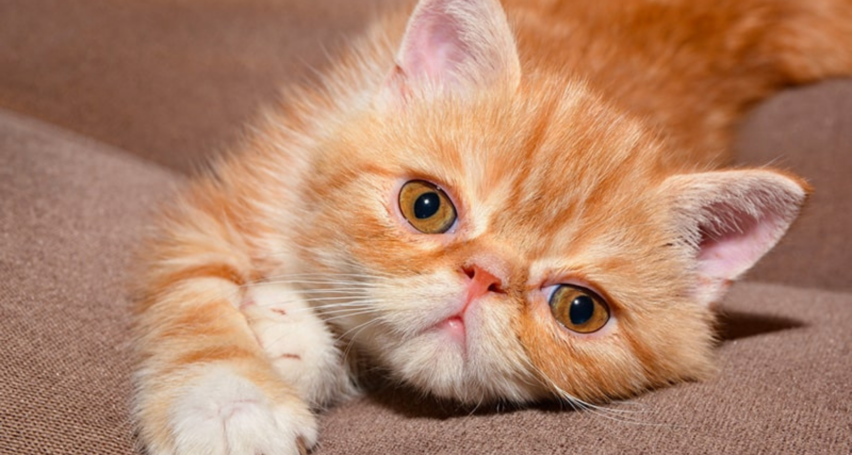 9 Fluffy Orange Cat Breeds (Pictures) You’ll Fall in Love!