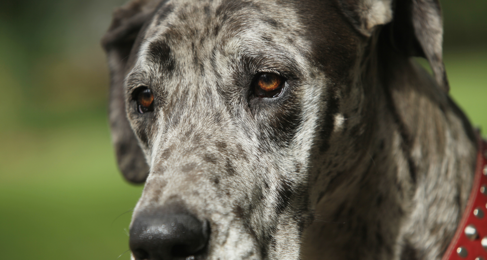 Why Do Great Danes Lean? (On Me)