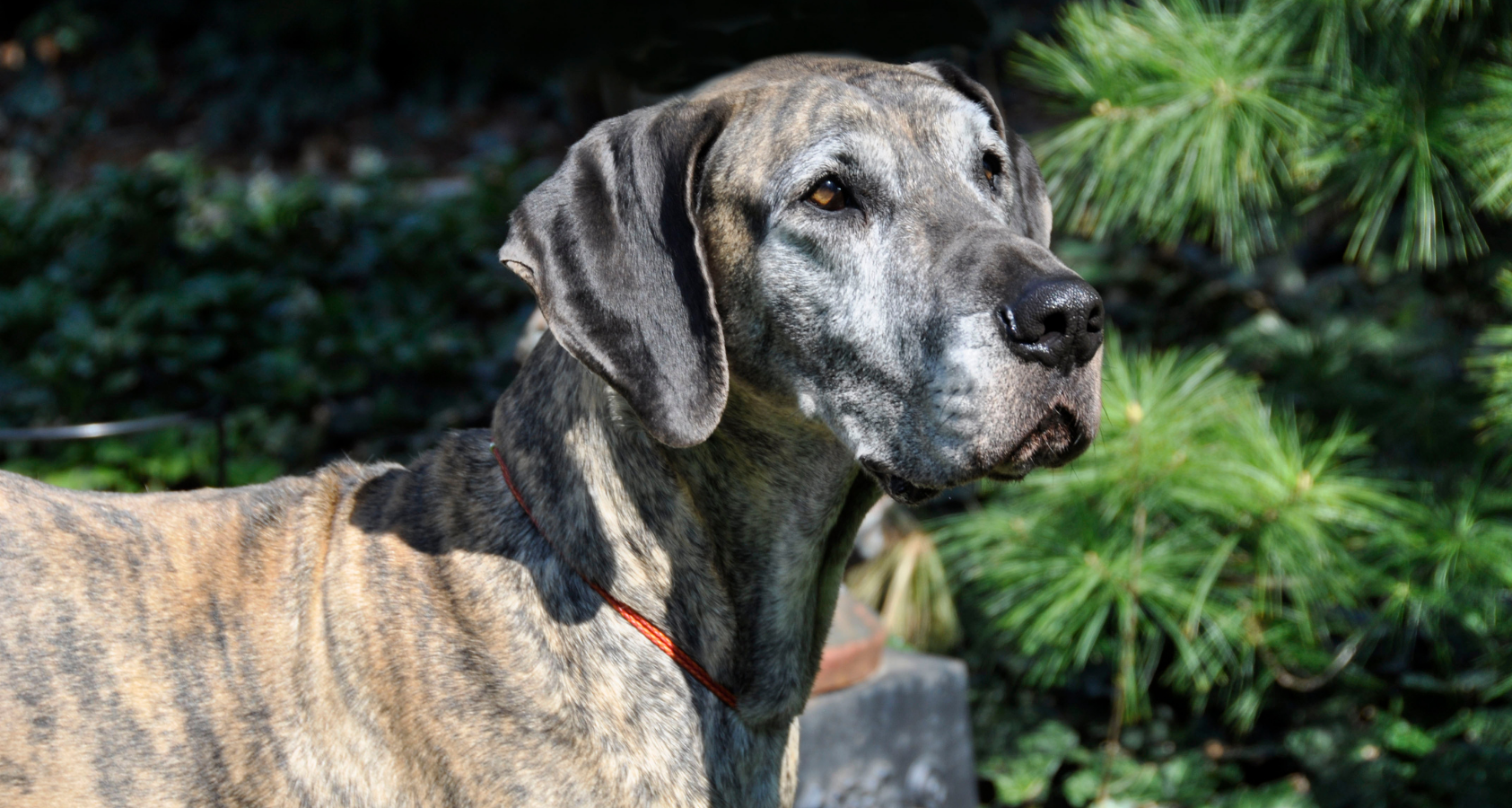 Can Dogs Eat Brown Sugar Oatmeal? An Important Question