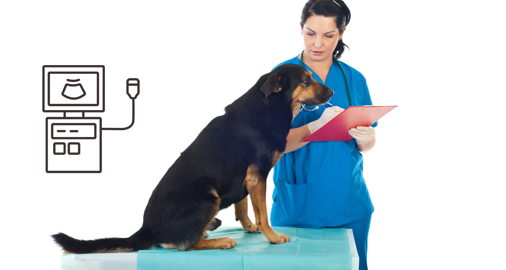 How Much Does a Dog Ultrasound Cost?