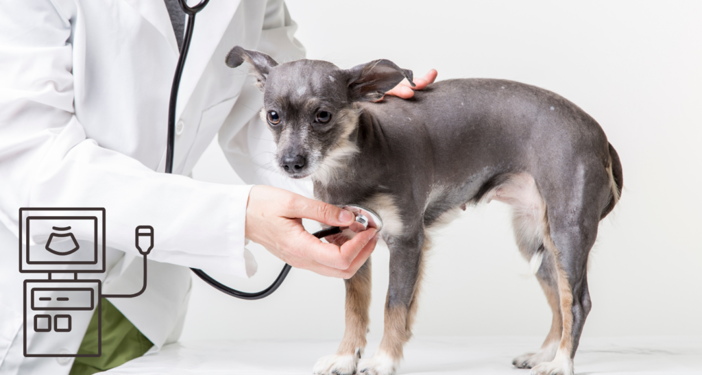 How Much Does a Dog Ultrasound Cost? Barkmind